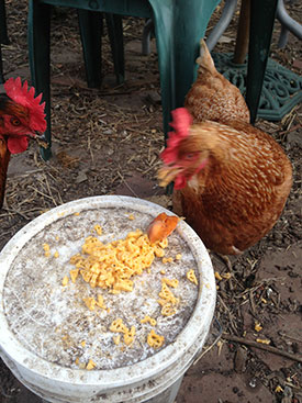 chicken-cheese-2