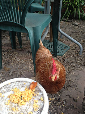 chicken-cheese